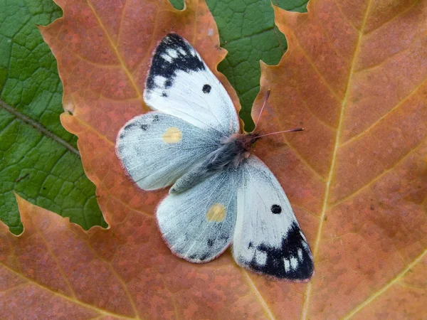 Autumn butterfly on a sheet — Stock Photo, Image