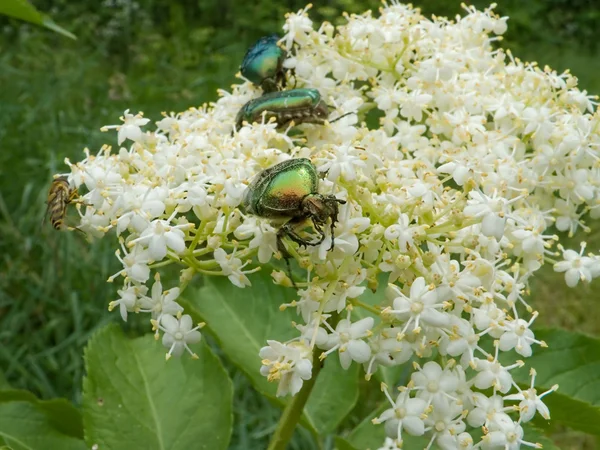 Beetle yaz — Stok fotoğraf