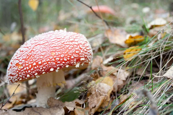 stock image Mushroom a fly-agaric