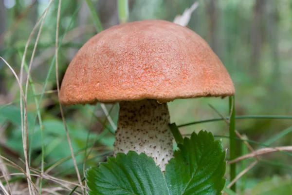 stock image Mushroom