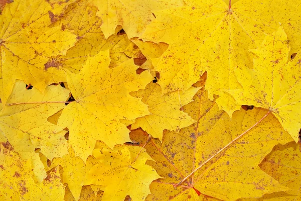 stock image Yellow leaves