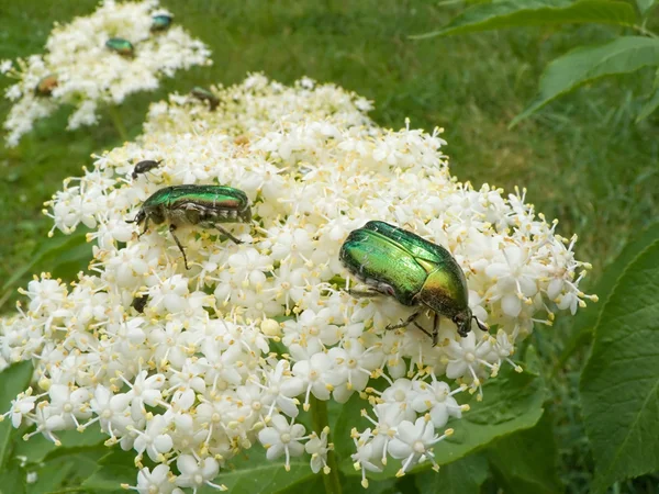 Escarabajo de verano — Foto de Stock