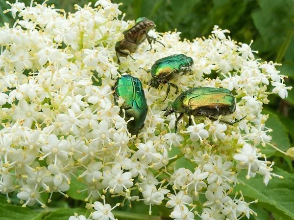 Escarabajo de verano —  Fotos de Stock