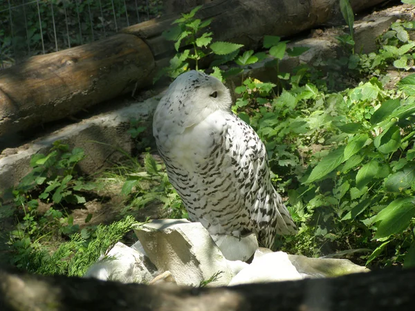 Stock image Owl