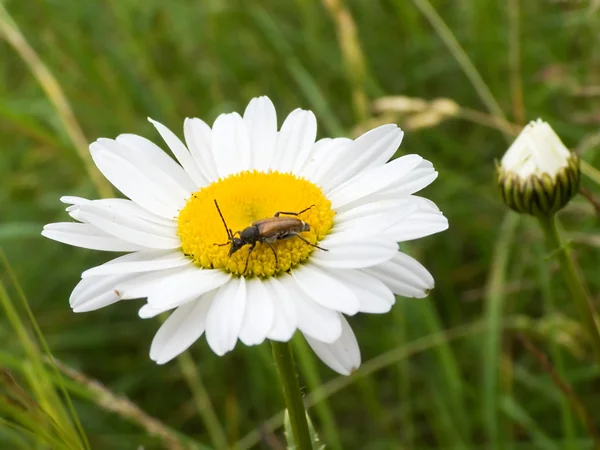 Summer beetle — Stock Photo, Image