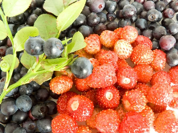 Forestry blueberries and strawberry — Stock Photo, Image