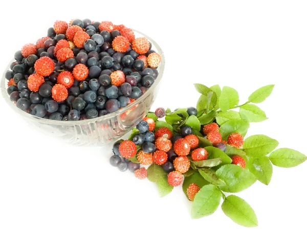 Forestry blueberries and strawberry — Stock Photo, Image