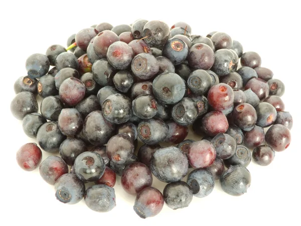 Forestry blueberries — Stock Photo, Image