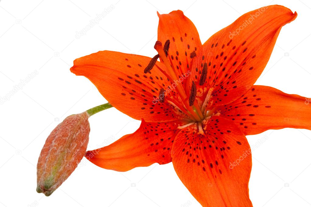 Red tiger lily
