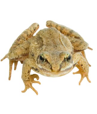 Frog clipart