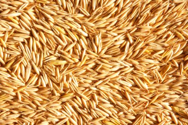 Grains of oat clipart