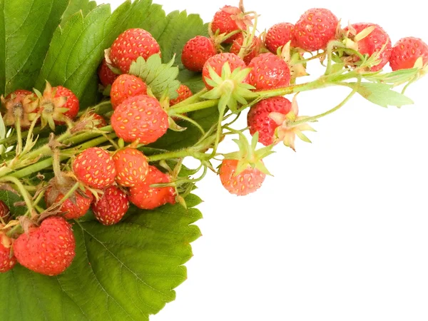 叶子上的草莓 — 图库照片