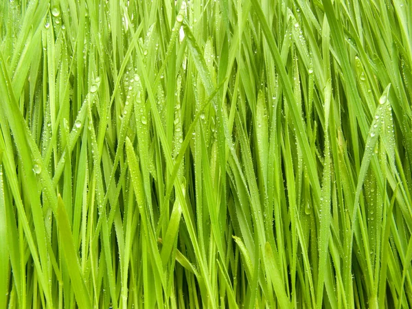 Ein Gras im Tau — Stockfoto