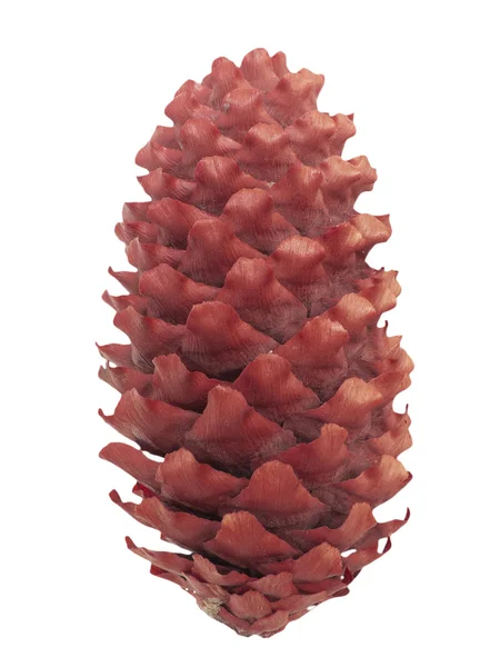 Fir-tree cone — Stock Photo, Image
