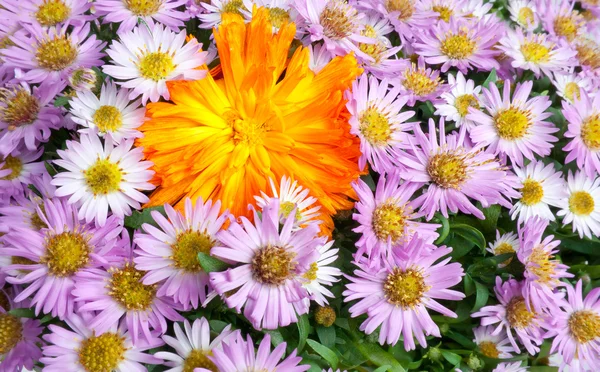 Blomsterbakgrunn – stockfoto