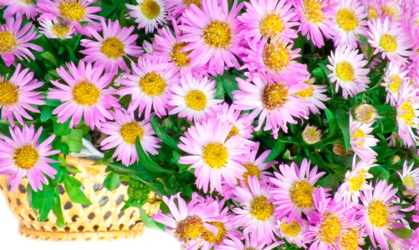 Floral bouquet — Stock Photo, Image