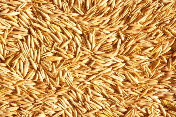 Grains of oat — Stock Photo, Image
