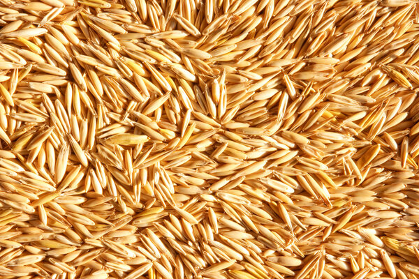 Grains of oat