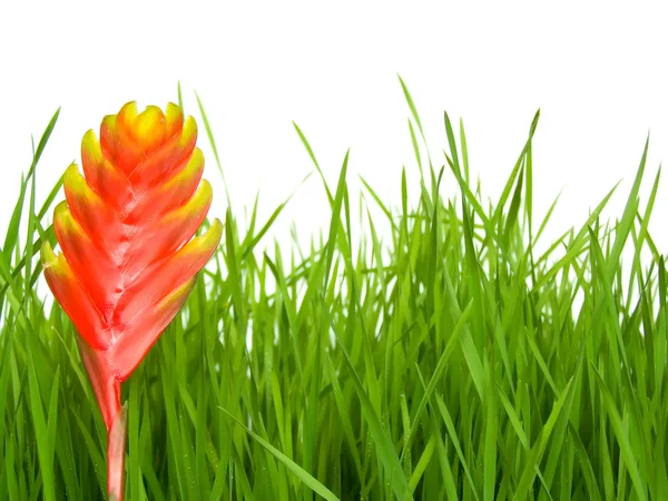 Grass and flower — Stock Photo, Image