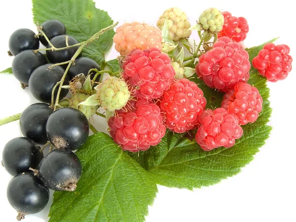 Raspberry and currant — Stock Photo, Image