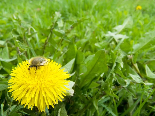春季甲虫 — 图库照片