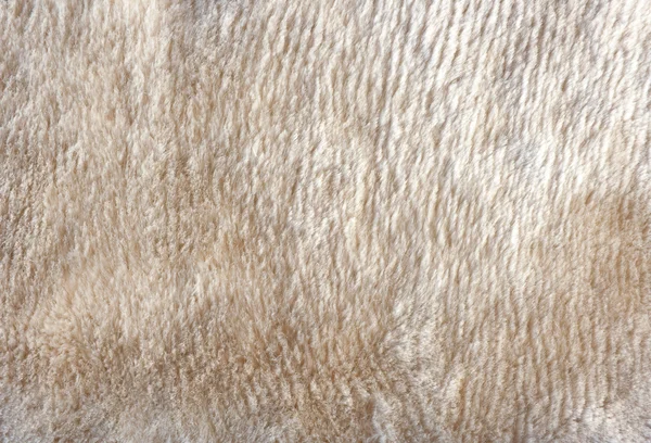 羊毛脂 — 图库照片