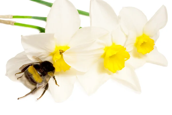 An insect is a bumble-bee — Stock Photo, Image