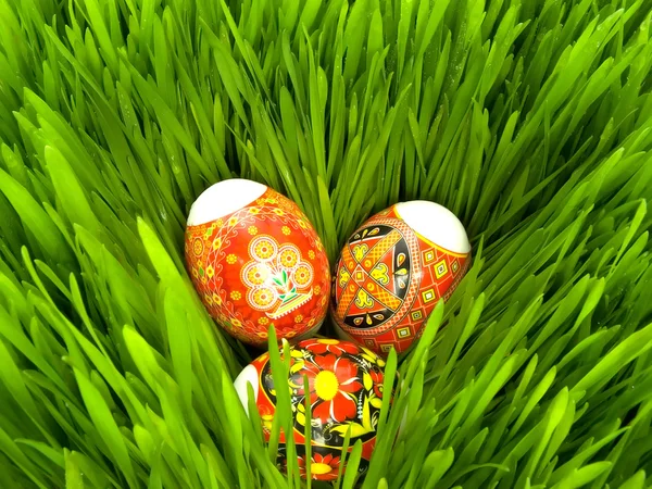 草丛中的彩蛋 — 图库照片