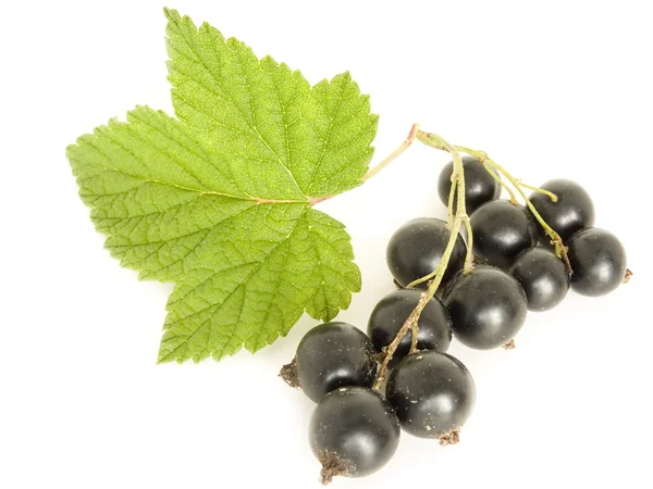 Ribes — Foto Stock