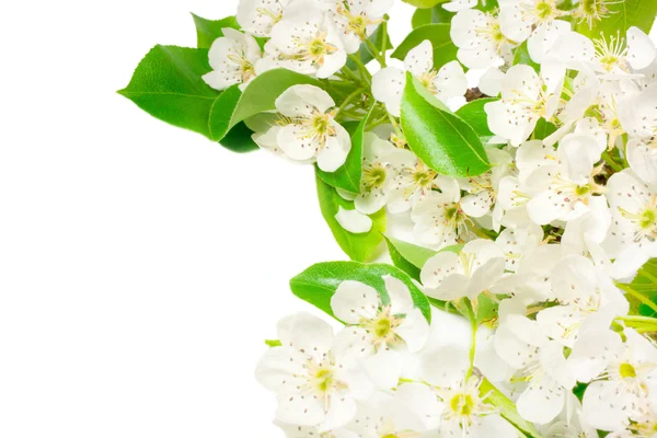 stock image Flowering pear