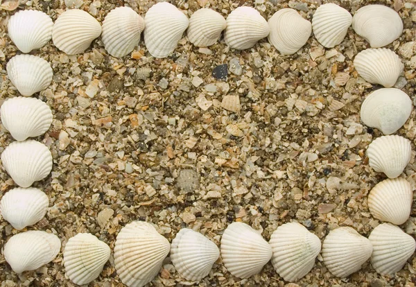 Keretében a tengerre shell — Stock Fotó