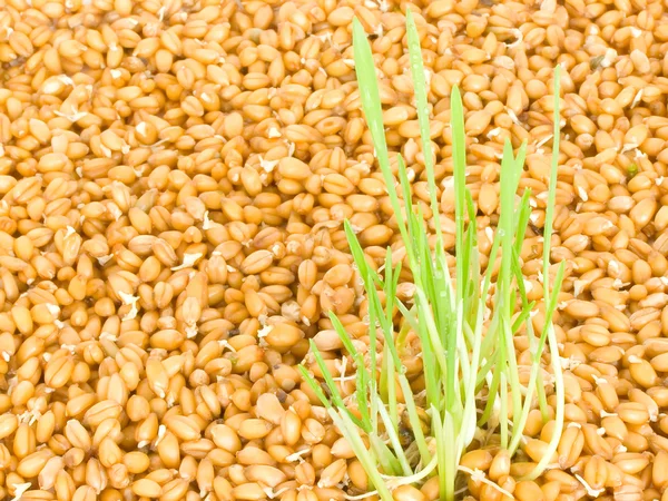 Brotes de granos — Foto de Stock