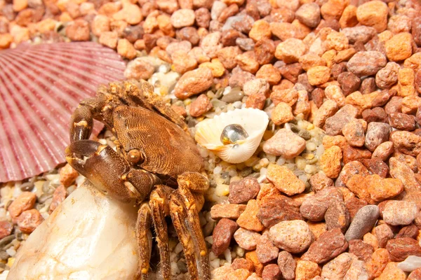 海螃蟹 — 图库照片