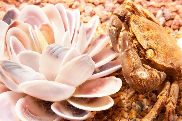 Caranguejo marinho — Fotografia de Stock