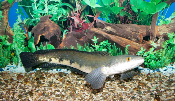 Stock image Snakehead