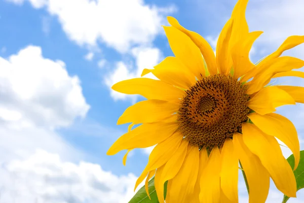 Sunflower and blue summer sky — Stock Photo, Image