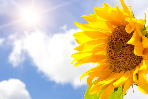 Sunflower, bright sun and blue cloudy sk — Stock Photo, Image