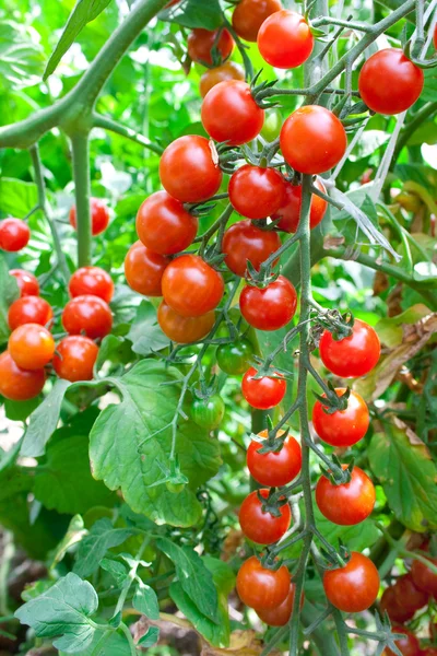 Красные помидоры Стоковое Фото