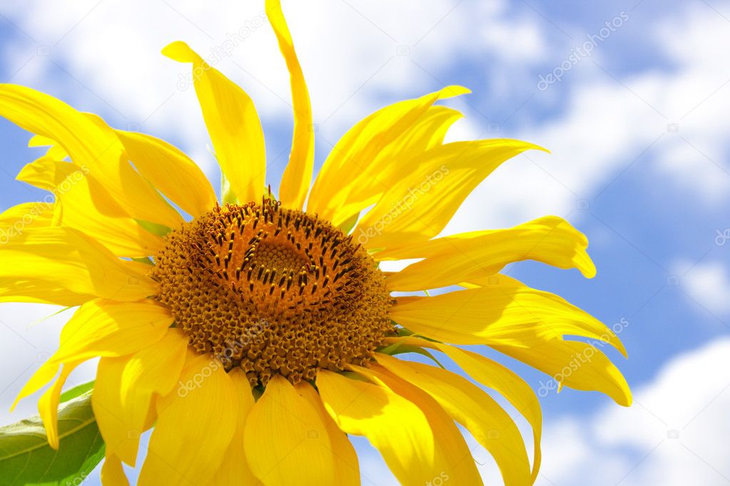 Sunflower and blue summer sky background