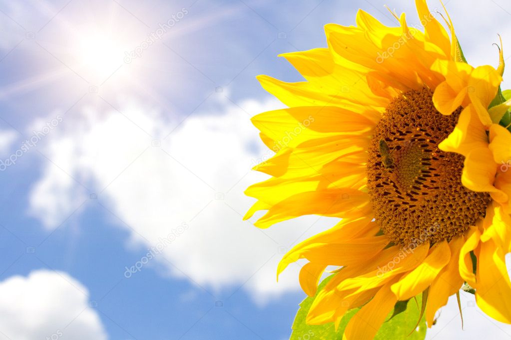 Sunflower, bright sun and blue cloudy sk
