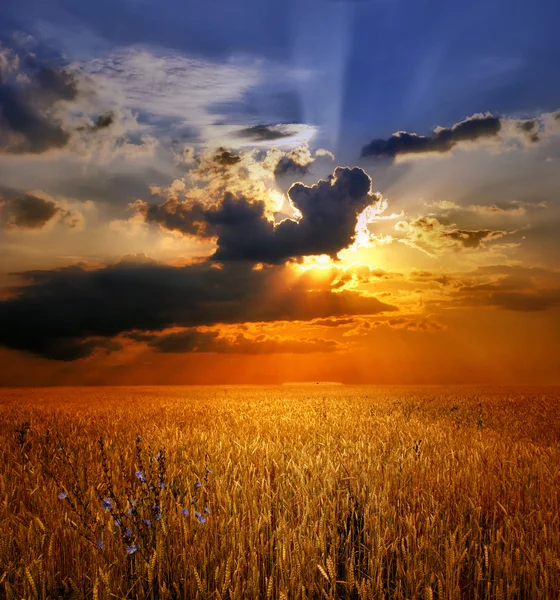 Pôr do sol sobre campo de trigo — Fotografia de Stock