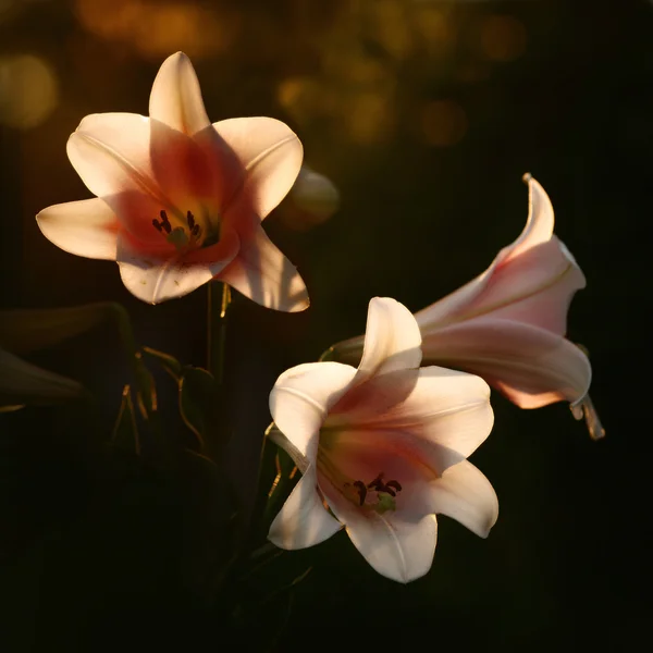 Lilies in sunshine — Stock Photo, Image