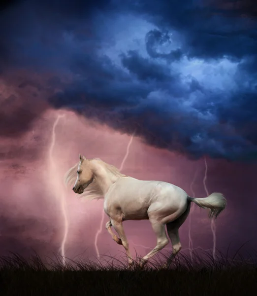 Άσπρο άλογο και καταιγίδα — Φωτογραφία Αρχείου