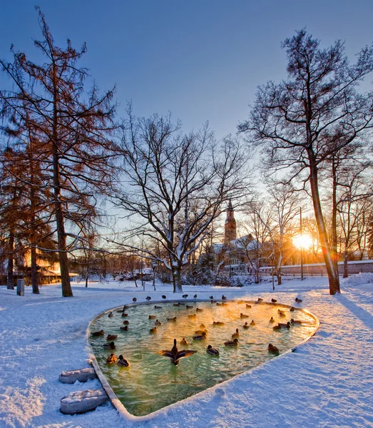 Helsinki park with pond — Stock Photo, Image
