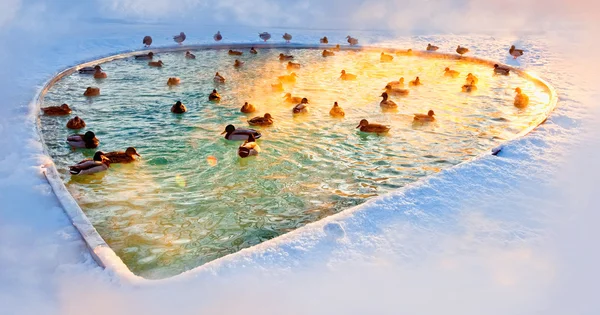 stock image Winter pond with ducks