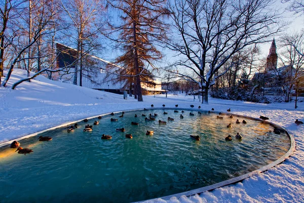 Helsínquia parque com lagoa — Fotografia de Stock