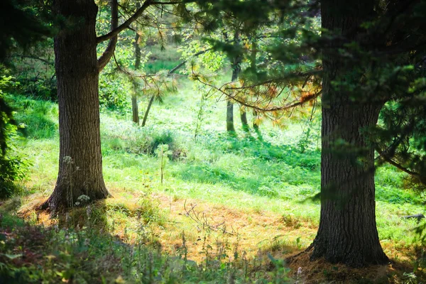 Noord zonnige bos — Stockfoto