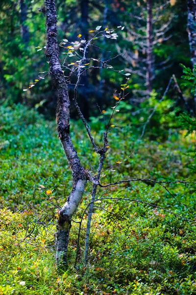 北の日当たりの良い森 — ストック写真