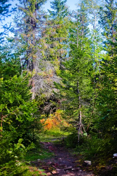 Norden sonniger Wald — Stockfoto