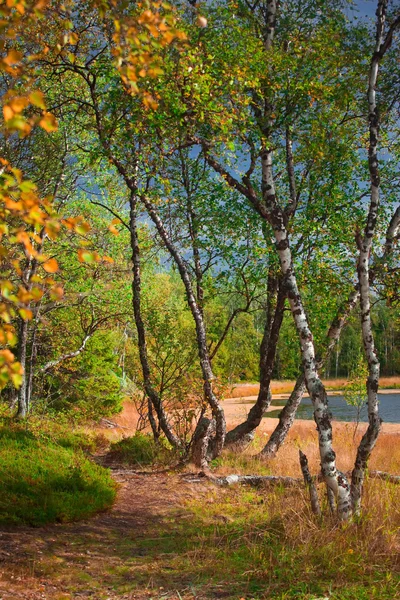 北の日当たりの良い森 — ストック写真